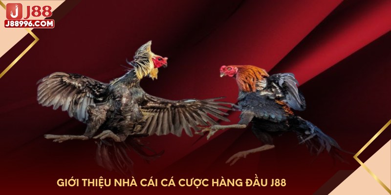 Giới thiệu nhà cái cá cược hàng đầu J88 